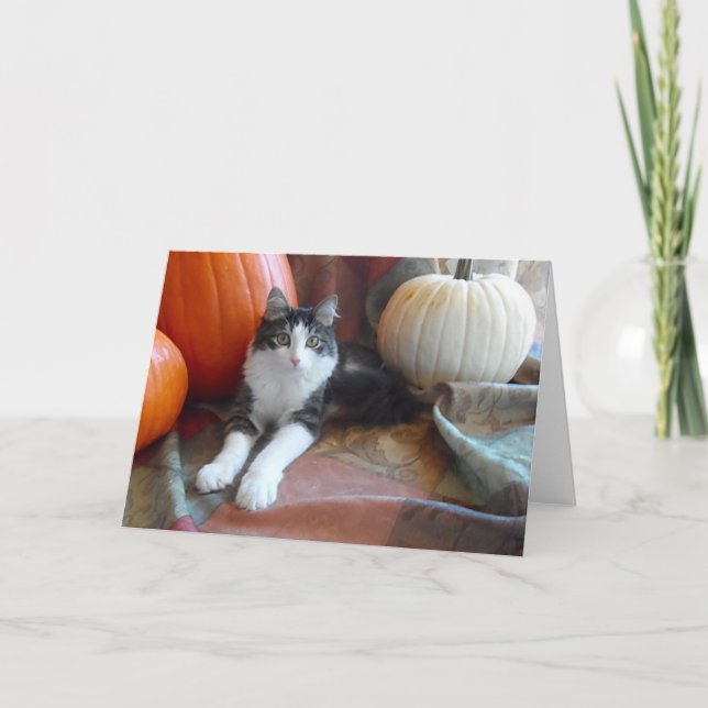 Anakin Chat à Deux Pattes & Citrouilles Carte de C (Devant)