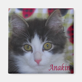 Anakin deux pattes chat Ladybugs Kitten Magnet