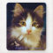 Anakin Two Legged Cat Cute Kitten Mousepad CloseUp