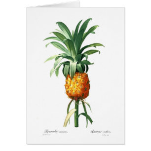 Ananas