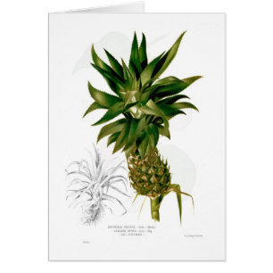 Ananas (comosus d'ananas)