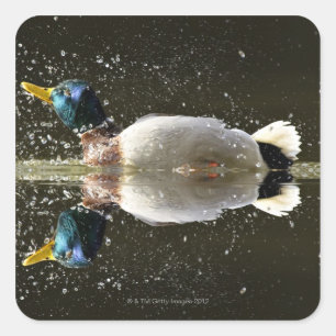 (Anas platyrhyncus),shaking off water after Square Sticker