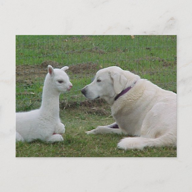 Anatolian shepherd and alpaca baby postcard (Front)