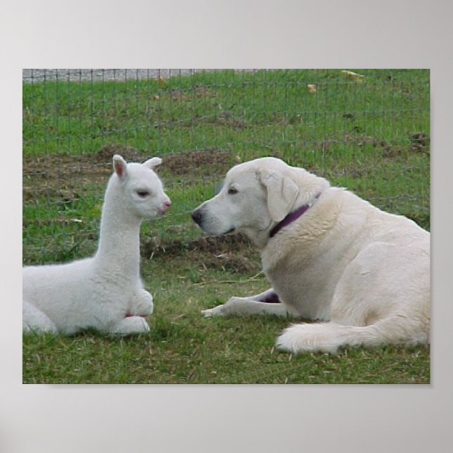Anatolian Shepherd and Alpaca Cria Poster (Front)