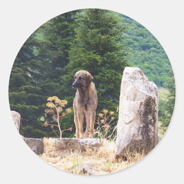Anatolian Shepherd Dog -  Ephesus, Turkey Classic Round Sticker (Front)