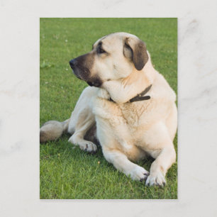 Anatolian Shepherd Dog Postcard