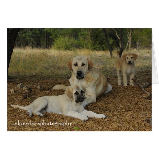 Anatolian Shepherd dogs (Front Horizontal)