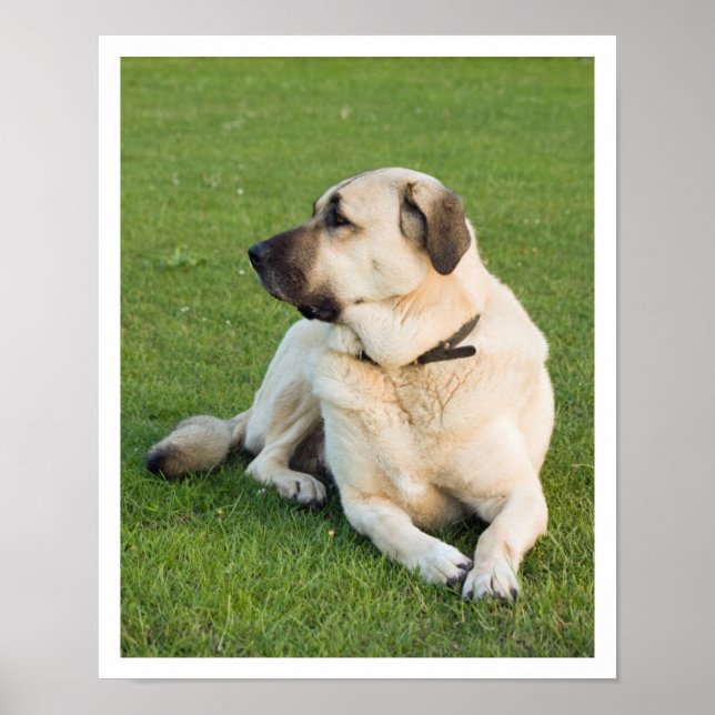Anatolian Shepherd Poster (Front)