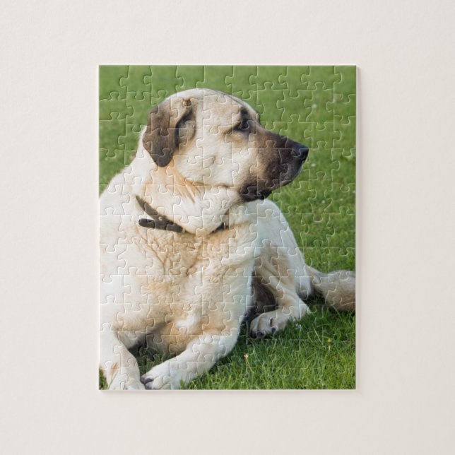 Anatolian Shepherd Relaxing in Grass Jigsaw Puzzle (Vertical)