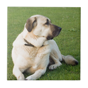 Anatolian Shepherd Relaxing in Grass Tile