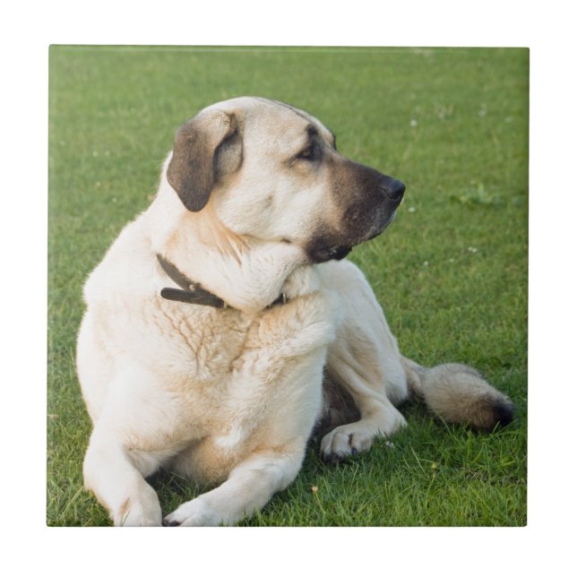 Anatolian Shepherd Relaxing in Grass Tile (Front)