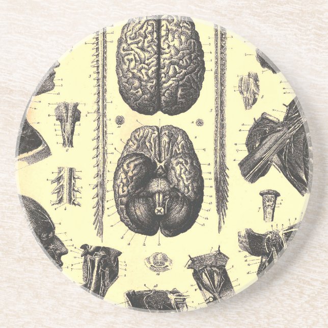 Anatomical Brain and More Coaster (Front)