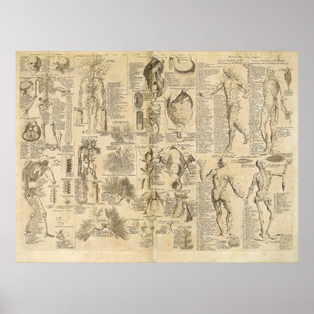 Anatomical Chart from Cyclopaedia 1728 (Front)