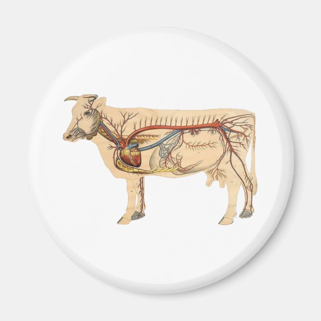 Anatomical Cute Cow Magnet (Front)
