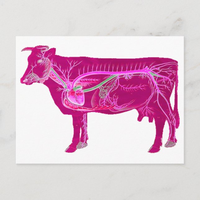 Anatomical Cute Cow Postcard (Front)