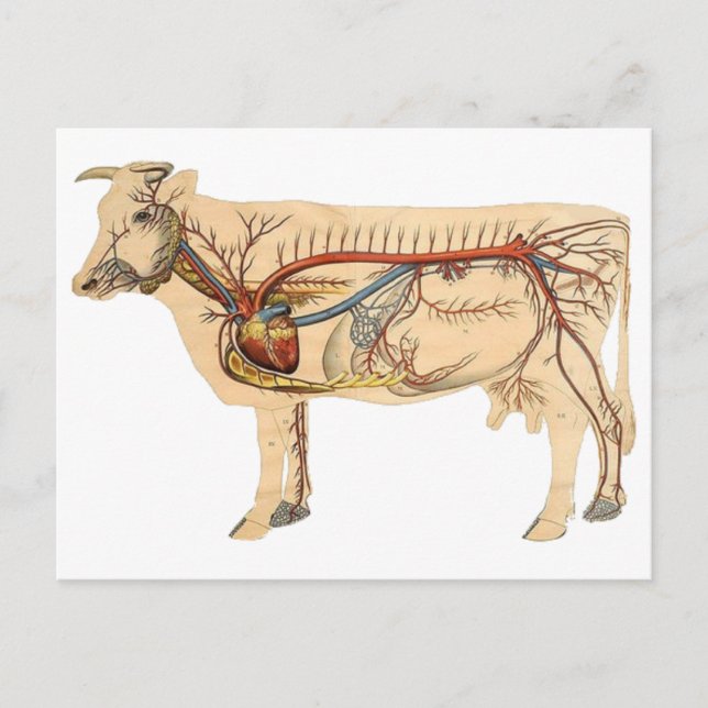 Anatomical Cute Cow Postcard (Front)