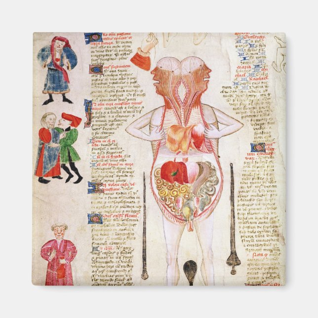 Anatomical diagram magnet (Front)