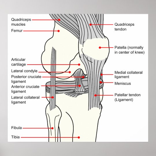 Anatomical Diagram of a Human Right Knee Joint Poster | Zazzle.ca