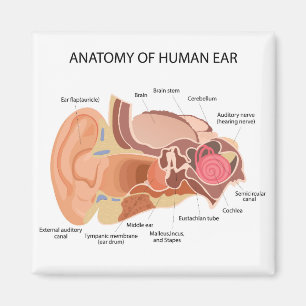 Anatomical diagram of heart magnet