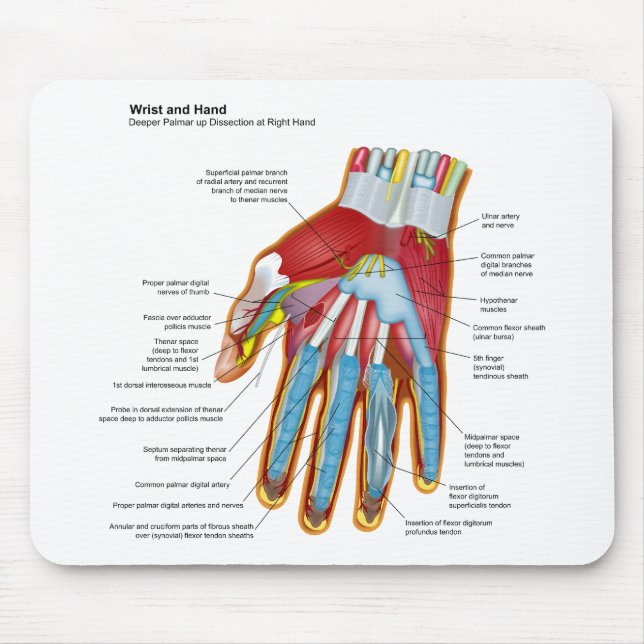 Anatomical Diagram of the Human Hand and Wrist Mouse Pad (Front)