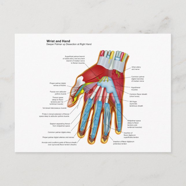 Anatomical Diagram of the Human Hand and Wrist Postcard (Front)