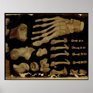 Anatomical drawing of the bones of the foot poster