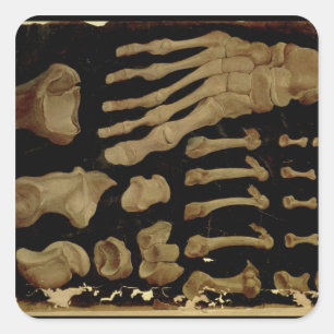 Anatomical drawing of the bones of the foot square sticker