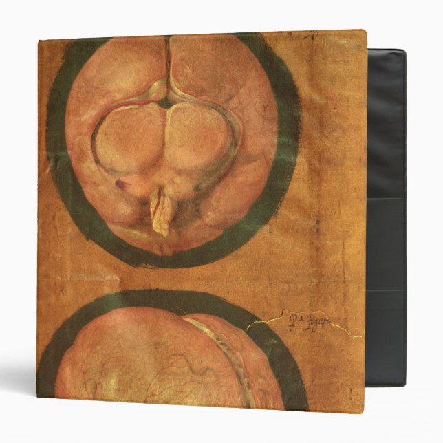 Anatomical drawing of the human brain binder (Front/Inside)