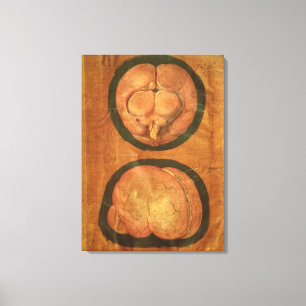 Anatomical drawing of the human brain canvas print