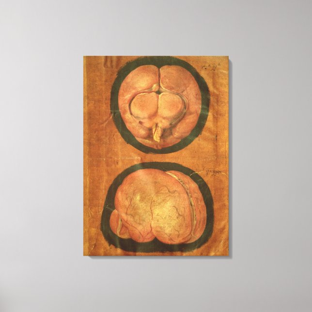 Anatomical drawing of the human brain canvas print (Front)