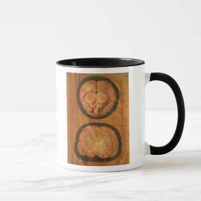 Anatomical drawing of the human brain mug (Right)