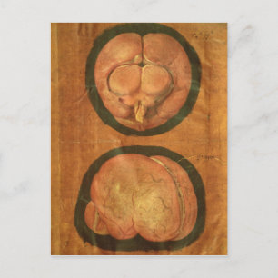 Anatomical drawing of the human brain postcard