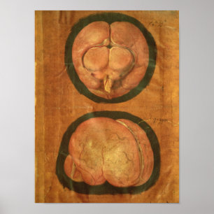 Anatomical drawing of the human brain poster