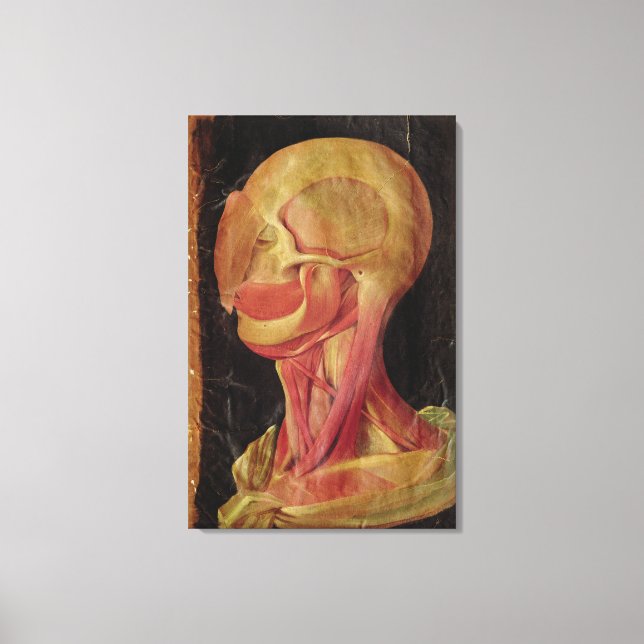 Anatomical drawing of the human head canvas print (Front)