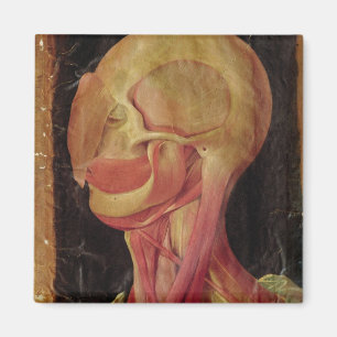 Anatomical drawing of the human head magnet