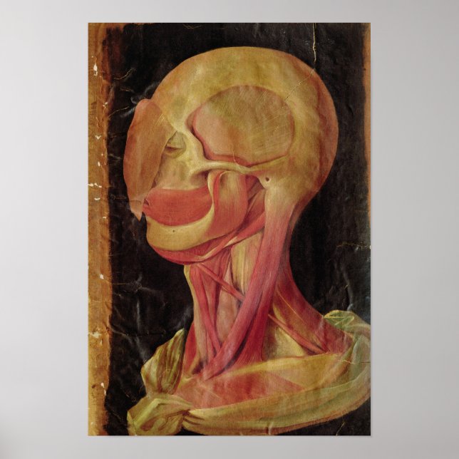 Anatomical drawing of the human head poster (Front)