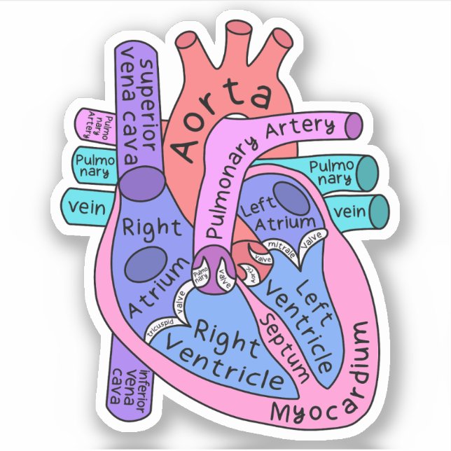 Anatomical Heart Cardiac Nurse Practitioner (Front)
