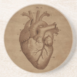 Anatomical Heart Engraving on Aged Paper Coaster