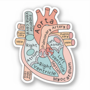 Anatomical Heart Sticker, Cardiac Nurse, ICU Nurse