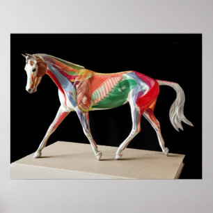 Anatomical Horse Poster