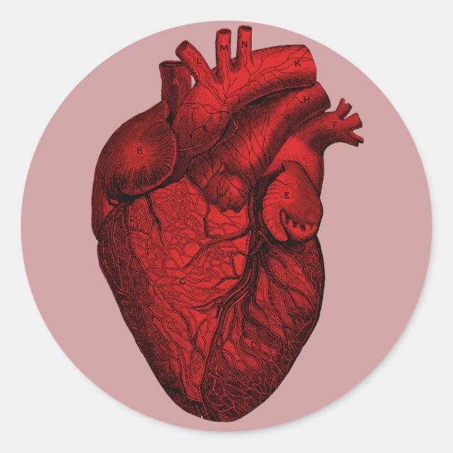 Anatomical Human Heart Classic Round Sticker (Front)