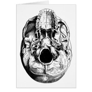 Anatomical Human Skull Base Black & White