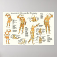 Anatomical Reference for Artists Muscles