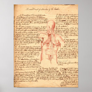 Anatomical Sketch Poster