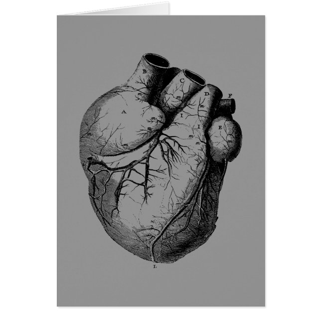 Anatomically Correct Heart (Front)