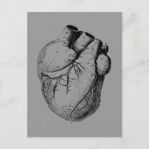 Anatomically Correct Heart Postcard