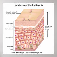 Anatomie 3d de l'épiderme Poster
