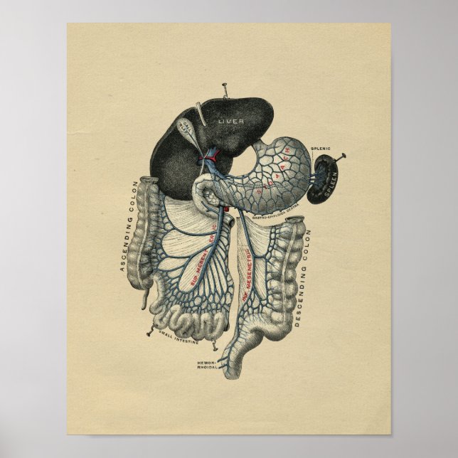 Anatomie abdominale humaine 1902 Impression Vintag (Devant)