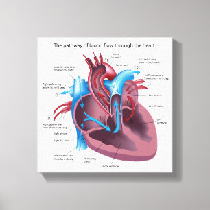 Anatomie cardiaque humaine impression de toile éti