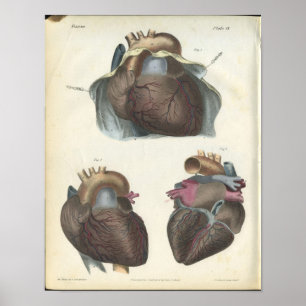 Anatomie cardiaque Impression Vintage
